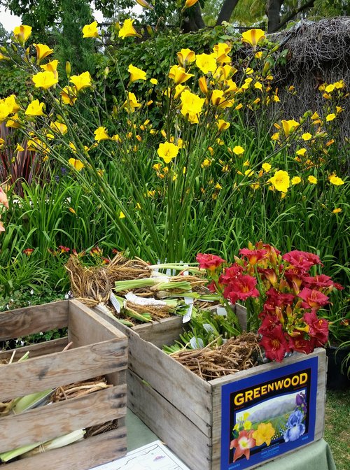 Bright yellow daylilies bloom in the background, while wooden crates filled with various plant roots and vibrant red flowers are displayed in the foreground. A sign labeled "Greenwood" is visible on one of the crates, indicating a plant nursery or garden center setting.
