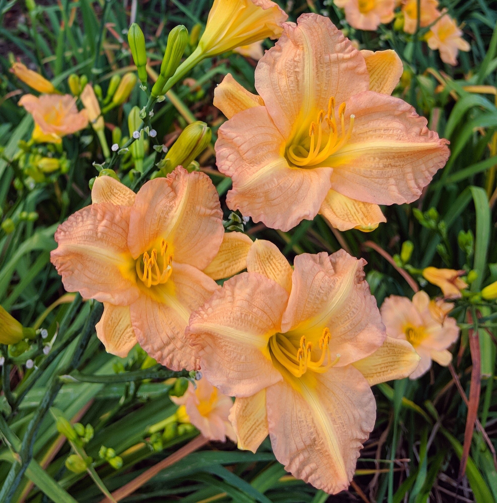 Close-up of vibrant peach-colored daylilies with ruffled petals and yellow centers, surrounded by green foliage and additional blooms in the background, showcasing a beautiful garden scene.