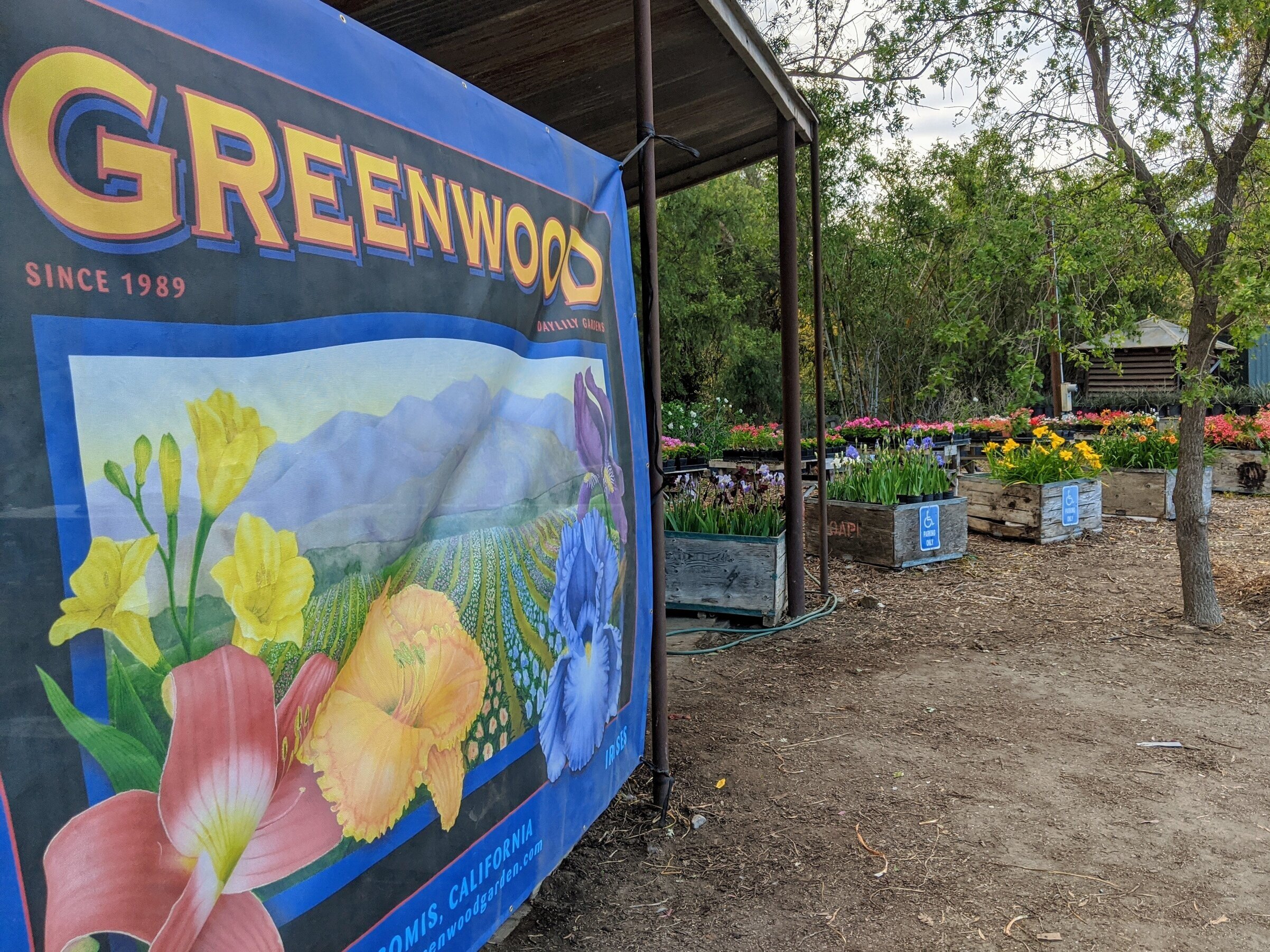 Colorful garden display at Greenwood, a flower farm in Petaluma, California, featuring a vibrant sign and a variety of blooming flowers in wooden boxes, surrounded by lush greenery.