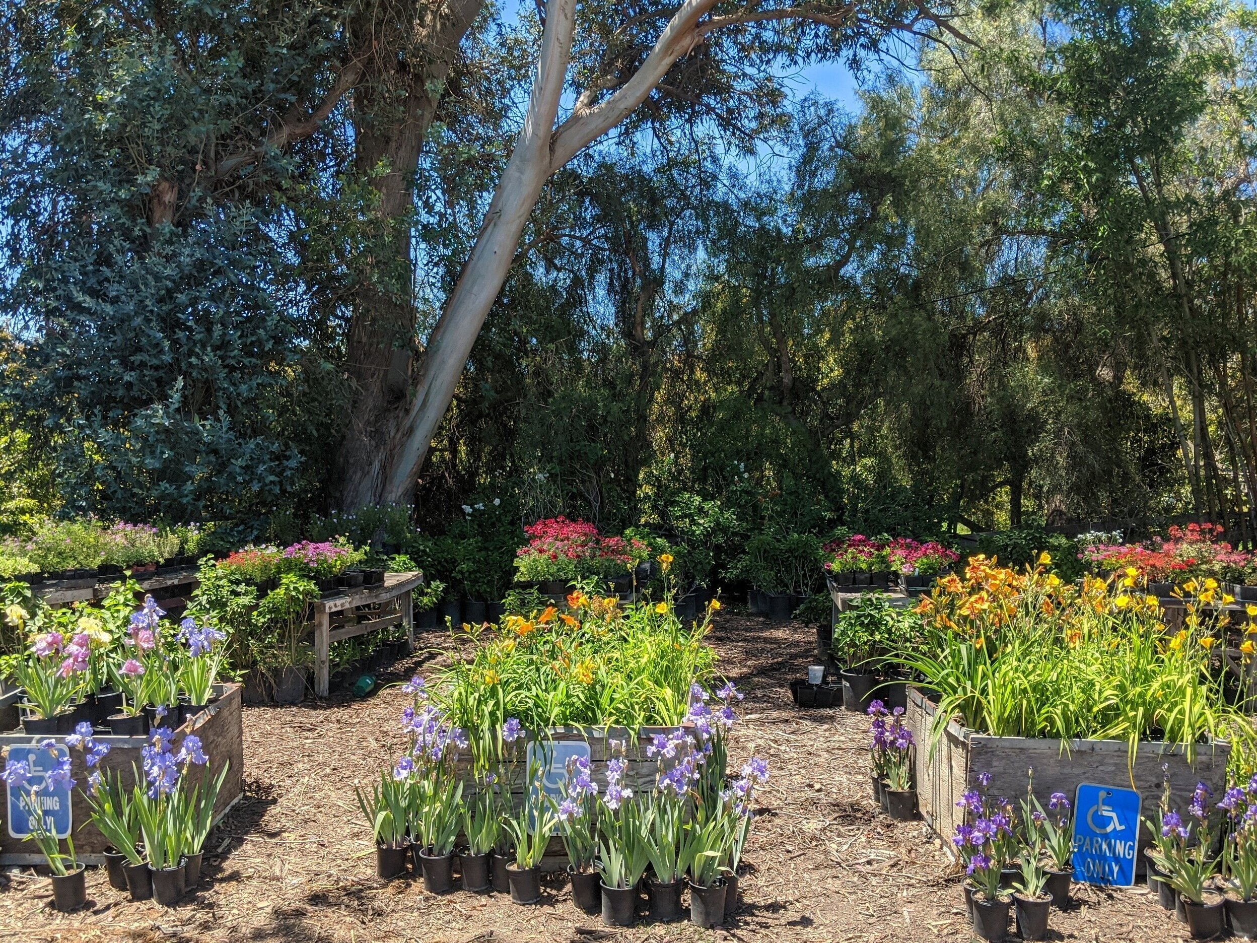 Colorful flower display in a garden center featuring potted plants including irises and various blooming flowers, surrounded by lush greenery and trees, with accessible parking signage visible.