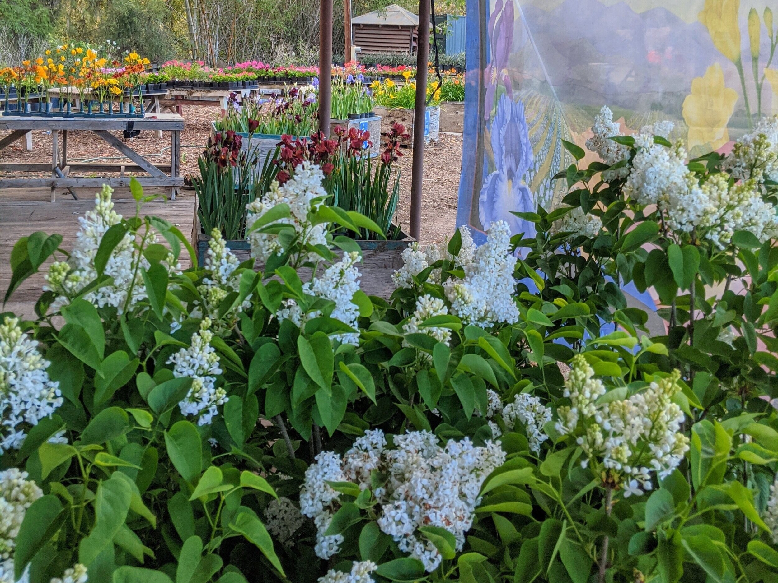 Vibrant flower market scene featuring blooming white lilacs in the foreground, with colorful potted flowers and greenery in the background. The setting includes wooden tables and a decorative fabric backdrop, creating a lively atmosphere for gardening enthusiasts.